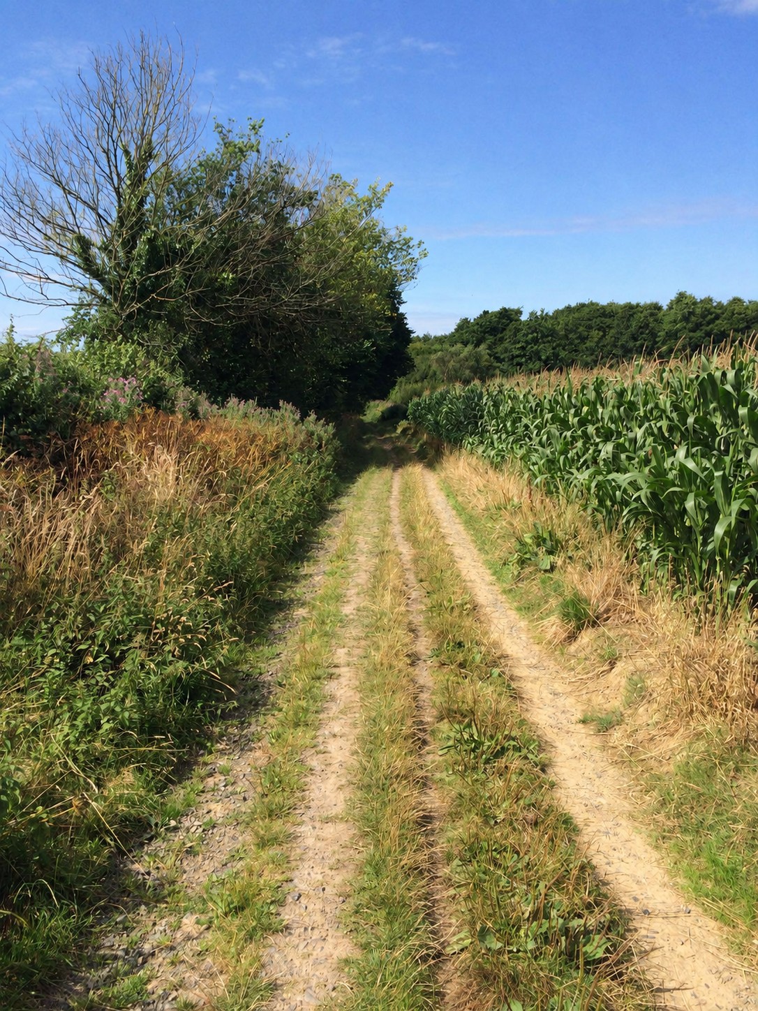 A grassy farm track through the North Devon countryside, hedgerows and a cornfield either side