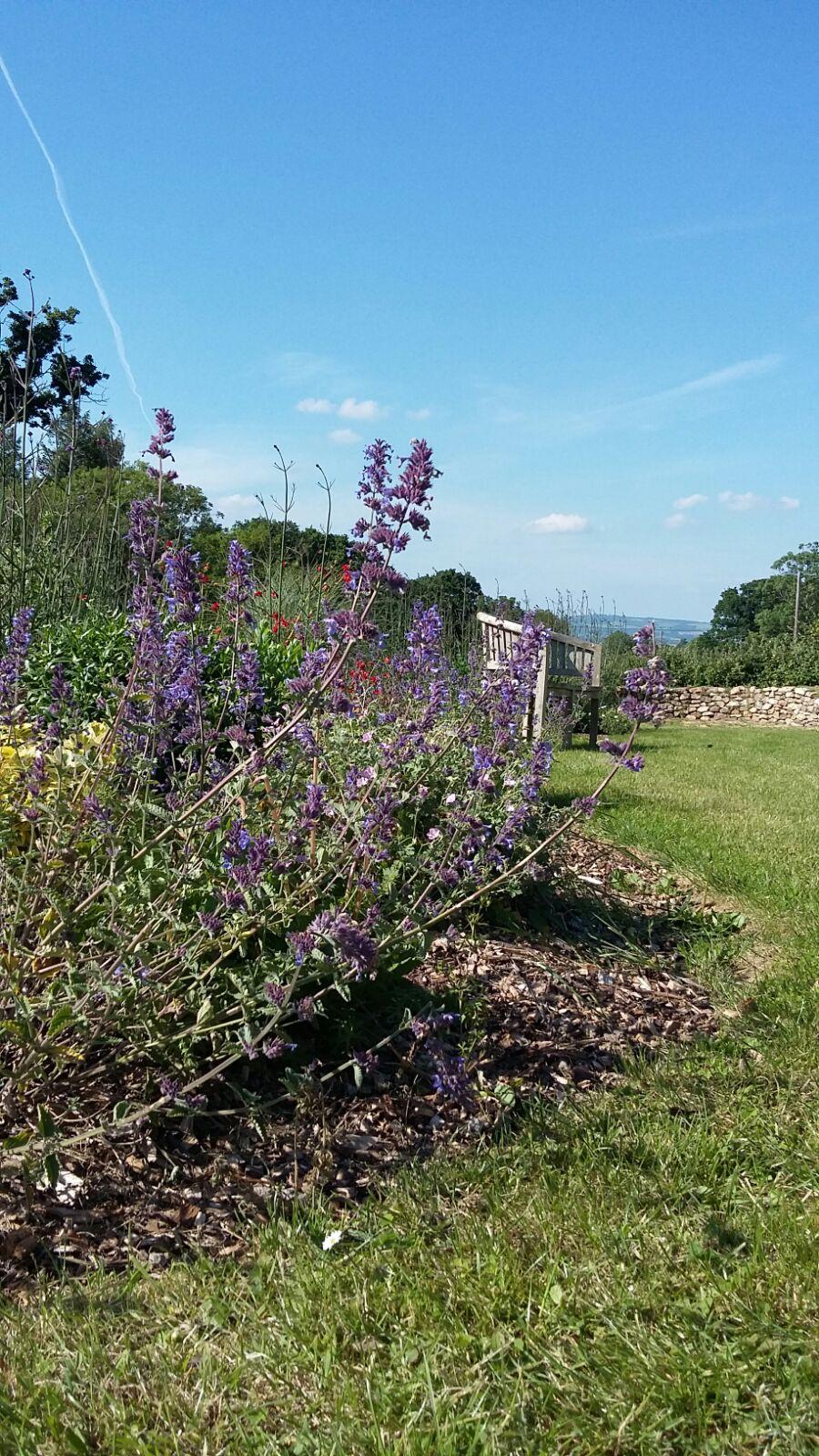 Close, human-scale photograph of purple wildflowers in a garden, a bench and stone wall in the distance