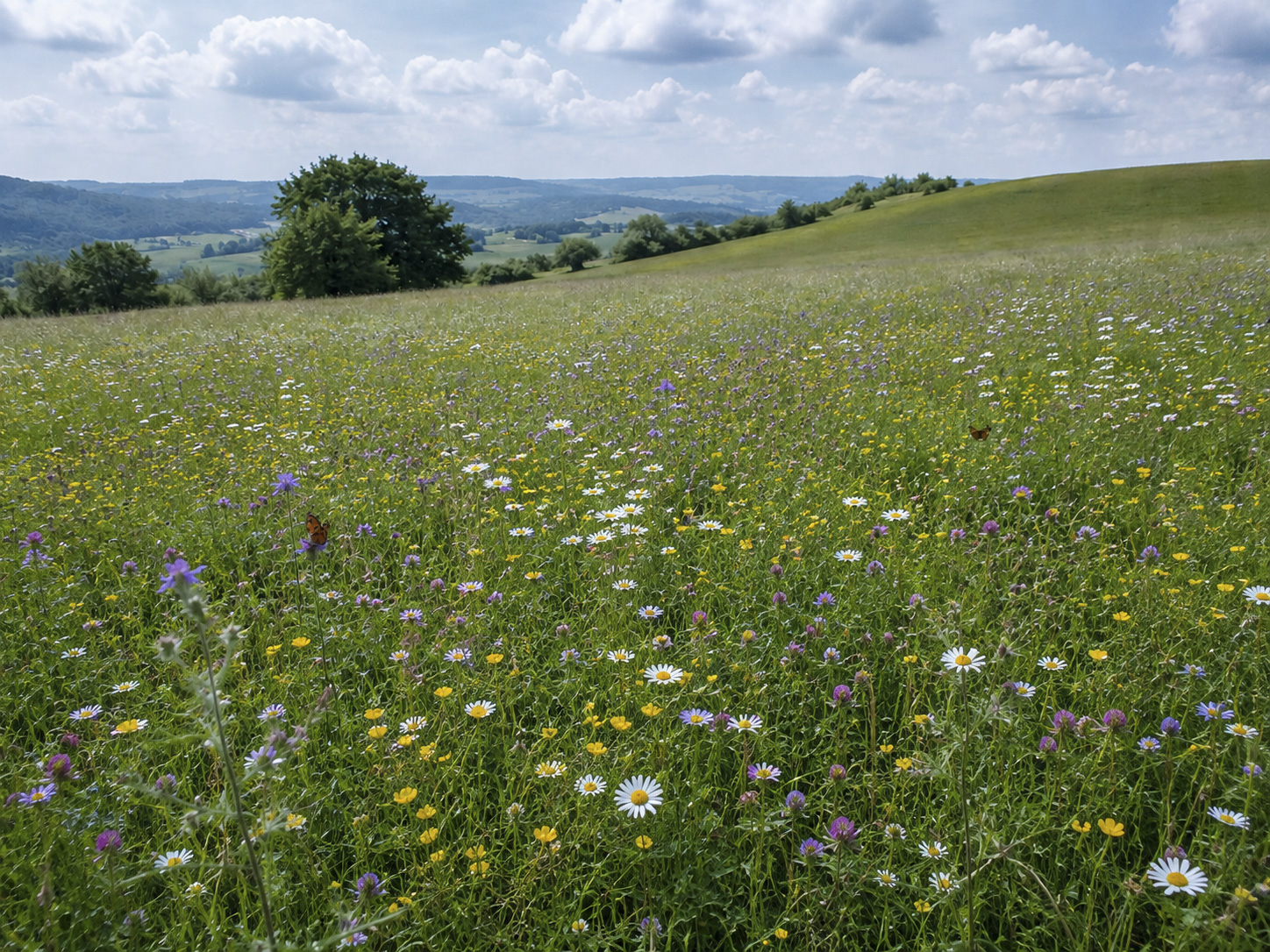 A North Devon wildflower meadow under a wide, cloud-scattered sky